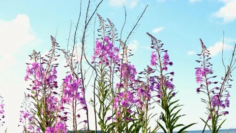 Close-up of fireweed swaying in wind. Stock Footage 231326068
