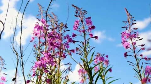 Close-up of fireweed swaying in wind. Stock Footage 231326071