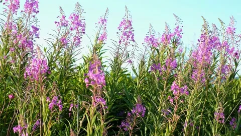Close-up of fireweed swaying in wind. Stock Footage 231326076