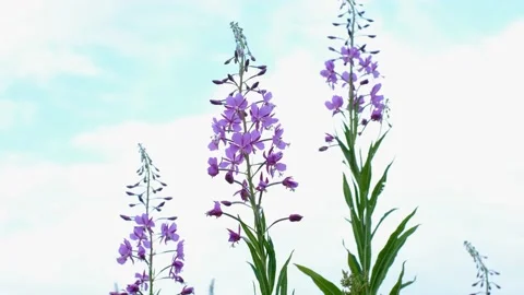 Close-up of fireweed swaying in wind. Stock Footage 231326080