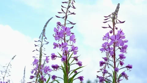 Close-up of fireweed swaying in wind. Stock Footage 231326093