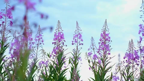 Close-up of fireweed swaying in wind. Stock Footage 231326100