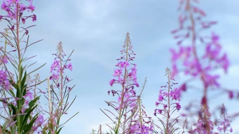 Close-up of fireweed swaying in wind. Stock Footage 231326104