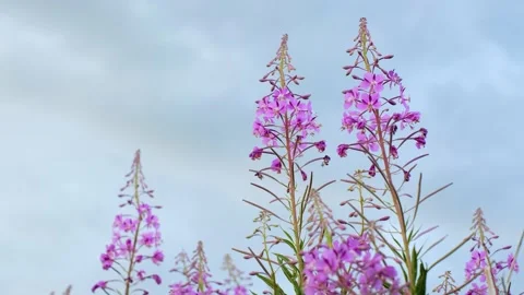 Close-up of fireweed swaying in wind. Stock Footage 231326105