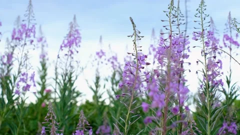 Close-up of fireweed swaying in wind. Stock Footage 231326109