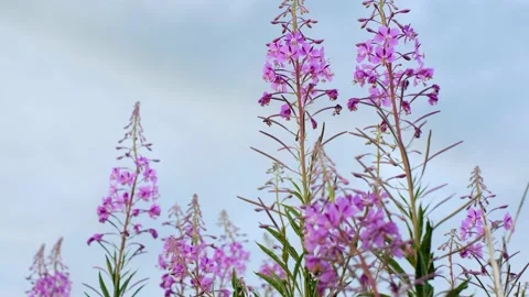 Close-up of fireweed swaying in wind. Stock Footage 231326117
