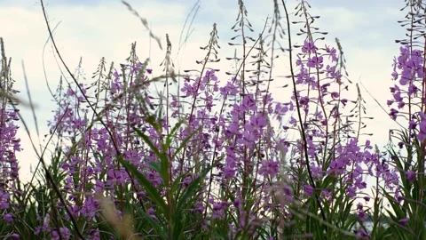 Close-up of fireweed swaying in wind. Stock Footage 231326132