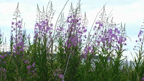Close-up of fireweed swaying in wind. Stock Footage 231326133