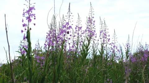 Close-up of fireweed swaying in wind. Stock Footage 231326134