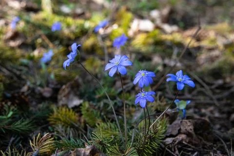 Close-up of the first beautiful spring forest flowers appearing after the sno Stock Photos