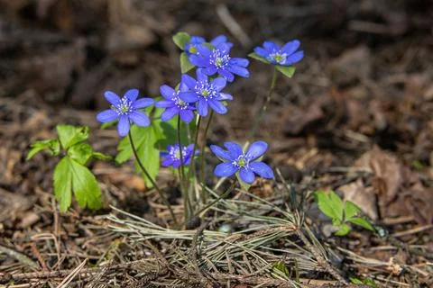 Close-up of the first beautiful spring forest blue flowers appearing after th Stock Photos