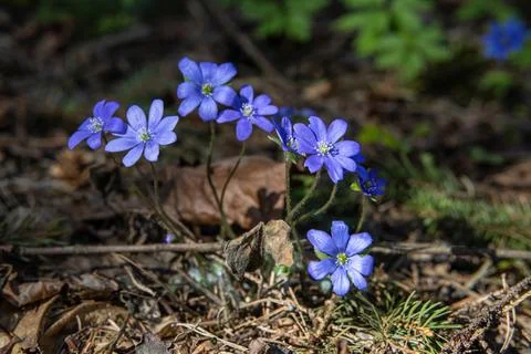 Close-up of the first beautiful spring forest flowers appearing after the sno Stock Photos