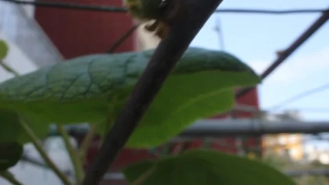 Close up of the first buds on a kiwi tree branch in spring after winter prun Stock Footage 333934816