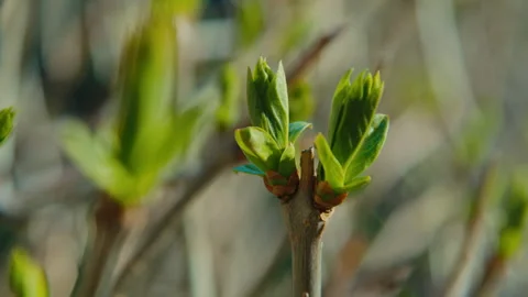 Close-up of the first green leaves on trees swaying in the wind in spring season Stockbeeldmateriaal 189402244