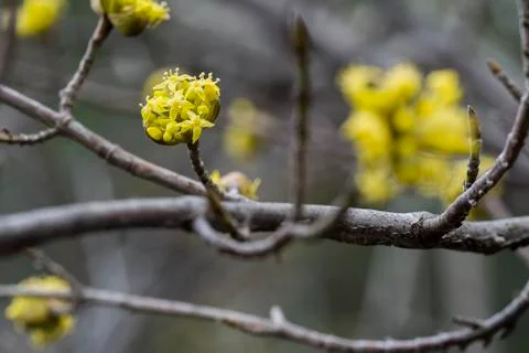 Close up first green yellow spring blooming tree into park, new fresh leaves  Stock Photos