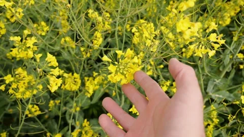 Close-up, first-person shot of a farmer holding a flowering rapeseed, estim.. Stock Footage 274756948