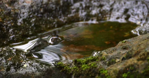 Close Up Of First Rain Drops In Rainforest Jungle On A Moss Covered Rock Puddle Stock Footage 137635043