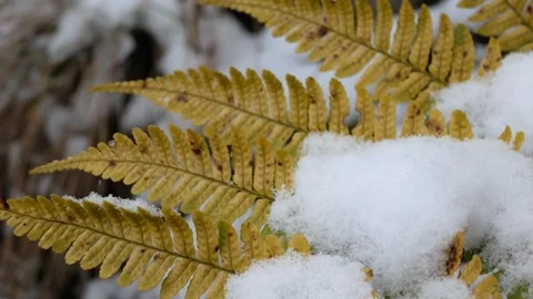 Close up on first snow falling on fern tree leaves among heavy snowing in w.. Stock Footage 284210950