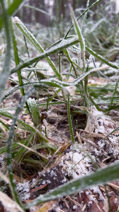 Close up First snow on grass in nature. Early morning frost. Change of seasons Stock Footage 255995283