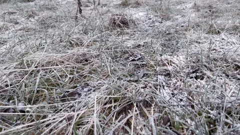 Close up First snow on grass in nature. Early morning frost. Change of seasons Stock Footage 255996347
