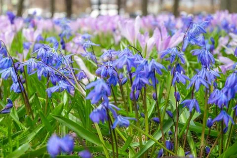 Close-up of the first spring flowers scilla and crocuses in the spring park. Stock Photos