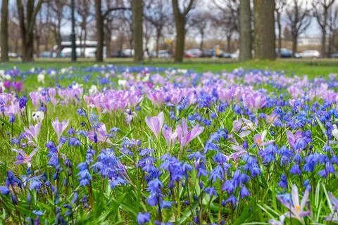 Close-up of the first spring flowers scilla and crocuses in the spring park. Stock Photos