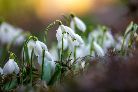Close first spring flowers snowdrops with rain Stock Photos