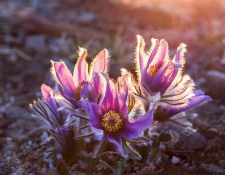 Close-up of the first spring pink snowdrop flowers with snow. Stock Photos