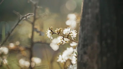 Close-up of the first spring white flowers. Spring flowering. Sunlight breaks Stock-Footage 125429698