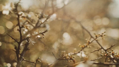 Close-up of the first spring white flowers. Spring flowering. Sunlight breaks Stock Footage 125429792