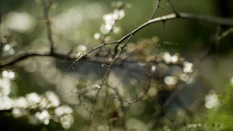 Close-up of the first spring white flowers. Spring flowering. Sunlight breaks Stock-Footage 125470346