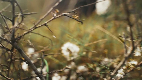 Close-up of the first spring white flowers. Spring flowering. Sunlight breaks Stock Footage 125470939