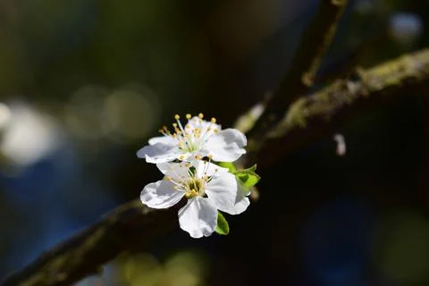 Close up of the first white blossoms on a tree branche in spring Foto stock