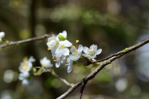 Close up of the first white blossoms on a tree branche in spring Stock Photos