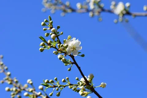 Close up of the first white blossoms on a tree branche in spring against the sky Stock Photos
