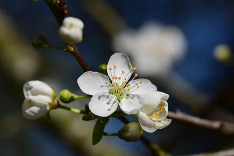 Close up of the first white blossoms on a tree branche in spring Foto stock
