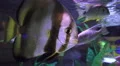 Close Up Of Fish In Aquarium 01 4k or 4k+ Resolution