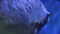 Close Up Of Fish In Aquarium 05 4k or 4k+ Resolution