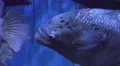 Close Up Of Fish In Aquarium 06 4k or 4k+ Resolution