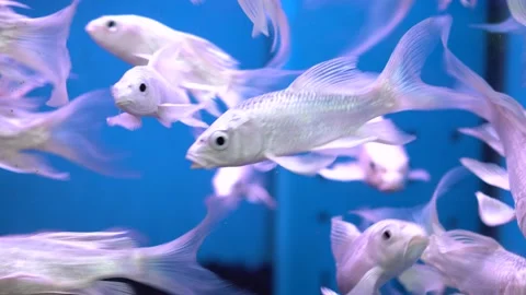 Close up on fish in the aquarium. Different kinds of fish in pet shop. Stock Footage 138256141