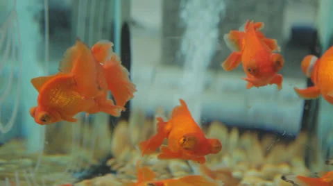 Close up of fish in aquarium Stock Footage 38730806
