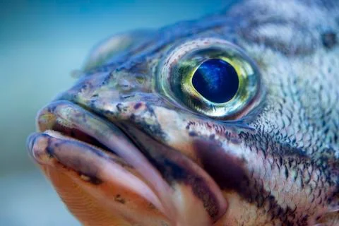 Close-up of fish in aquarium Foto stock