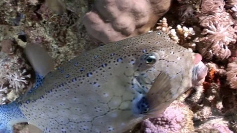 Close-up fish Arabian Boxfish Ostraciida... | Stock Video | Pond5
