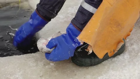 Close-up of a fish being pulled from an ice hole with a net during winter ice Vídeo Stock 331039476