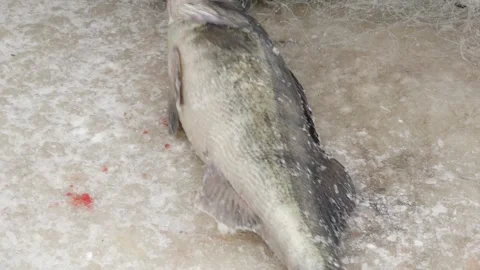 Close-up of a fish being pulled from an ice hole with a net during winter ice Видео 331040973