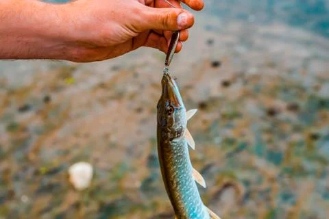 Close-up of a fish caught with a hook. Stock Photos