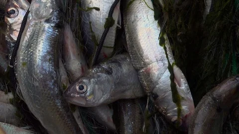Close up of fish caught in the net Stock Footage 127190256