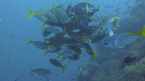 Close up fish cleaning station Stock Footage 33091011