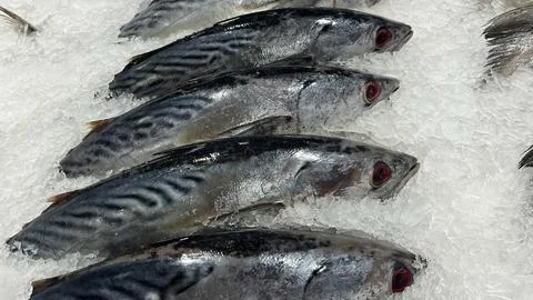 Close-up of fish in a container of ice (3) Stock Photos