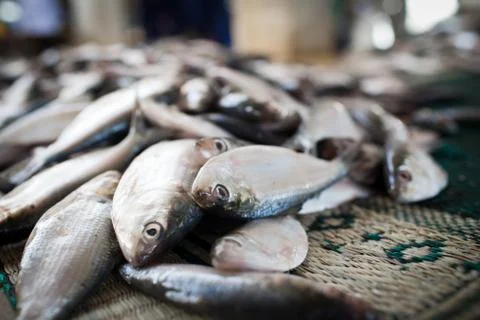 Close up of fish on display in a fish market (Muscat, Oman) Fotos Stock